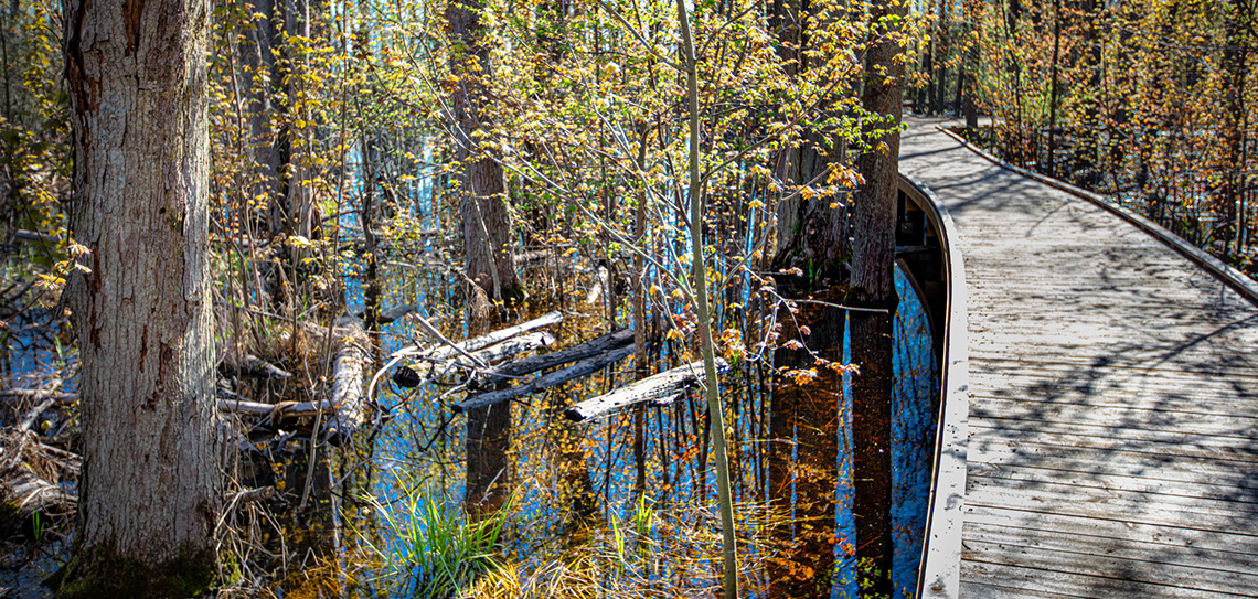 A wood board walk in a wooded, swampy area. 