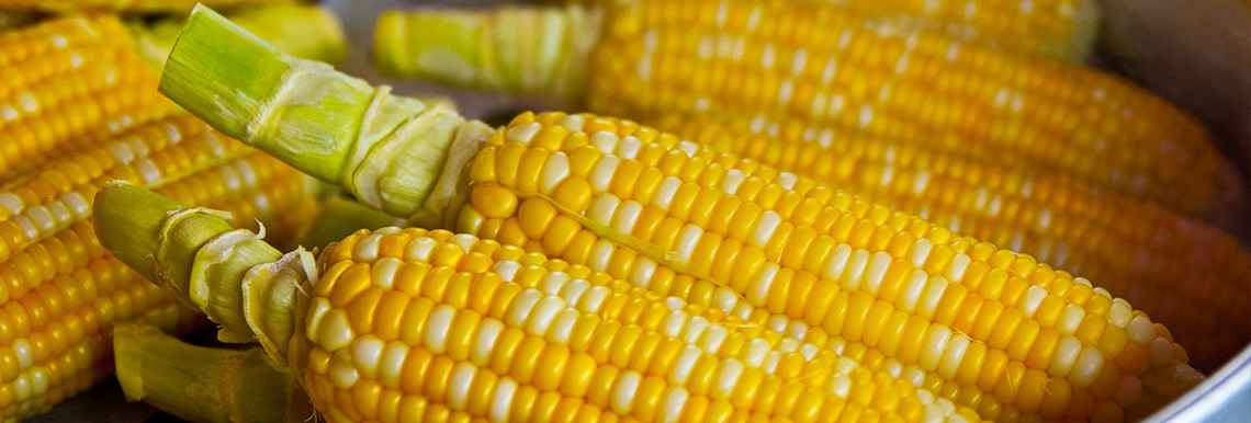 Several cobs of shucked corn placed in a pot.