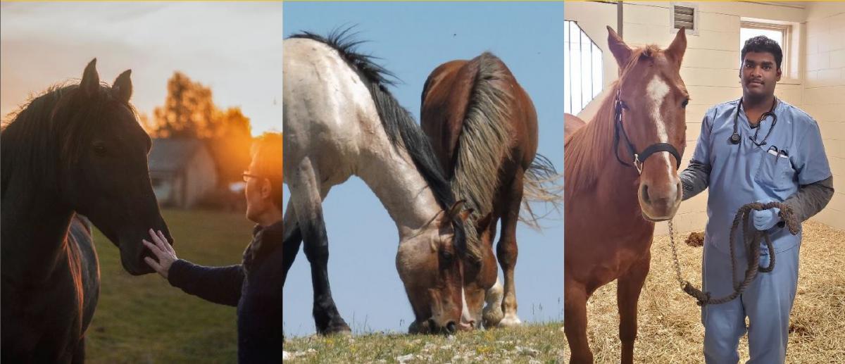 Three photos of horses.