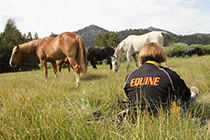 A student, with a jacket that says equine, sits in a pasture with horses.
