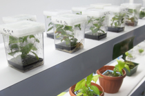 Plant specimens in jars on a shelf