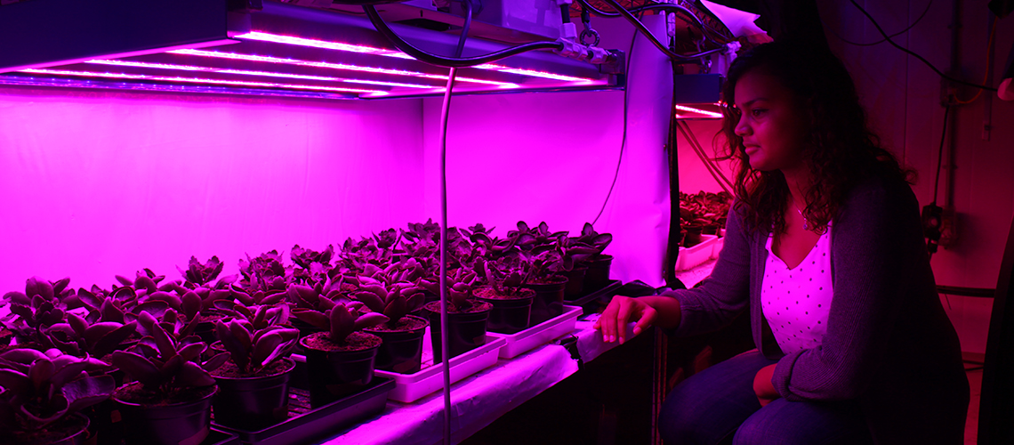 Student looking at plants under purple lights.
