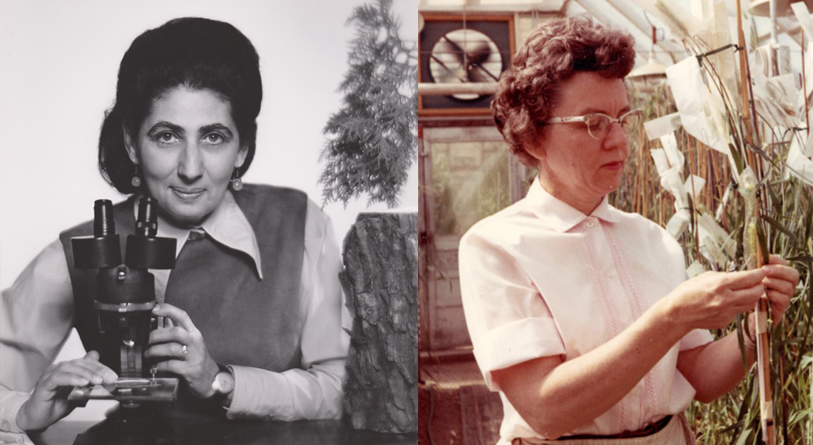 Erika poses with microscope and Rosalind looks at wheat plants in a greenhouse