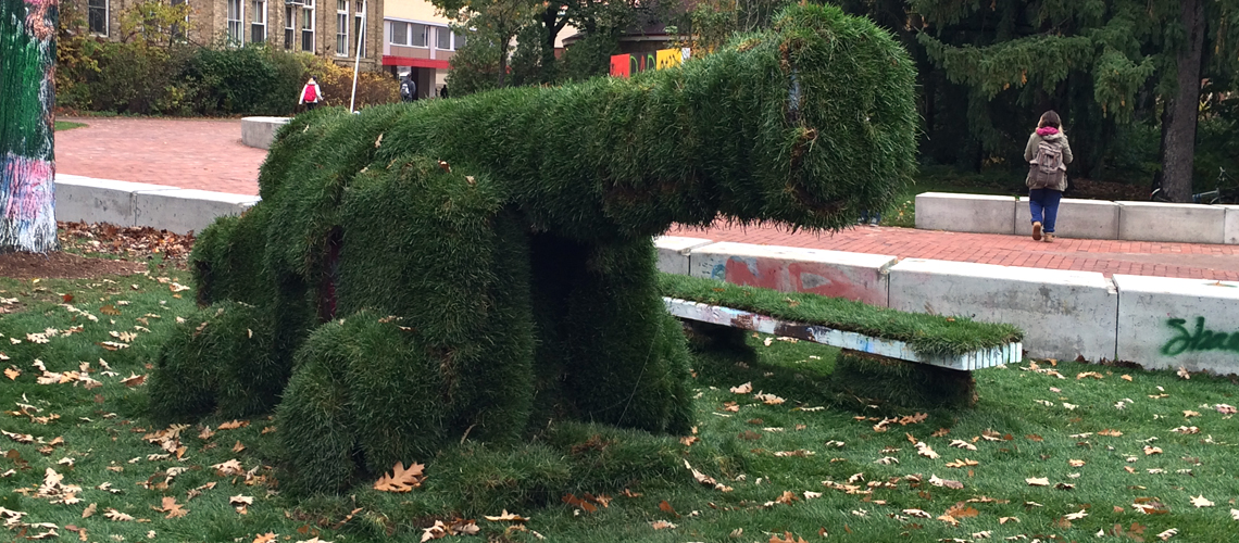 The Guelph cannon covered in sod.