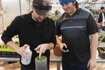 Two student working with a turfgrass tube.