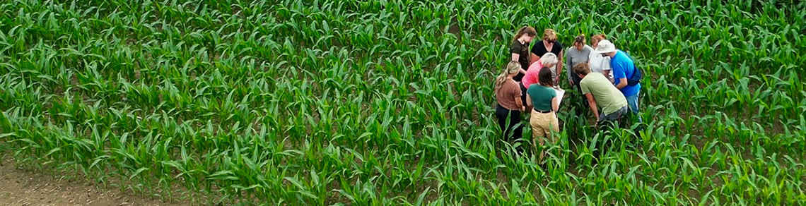 students at Ridgetown Campus standing in a field, examining crops