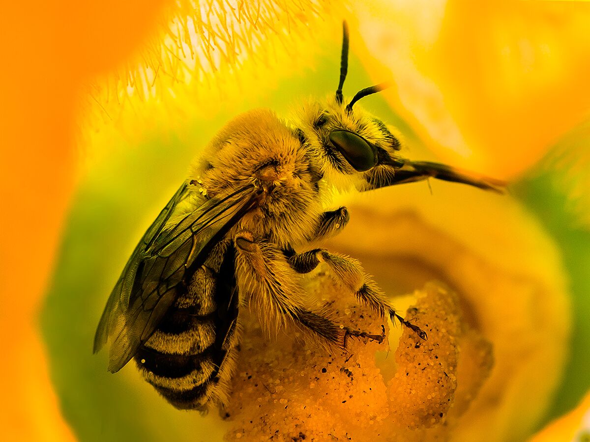 A squash bee in a flower