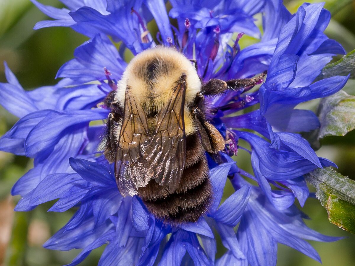 A bumble bee on a flower. 