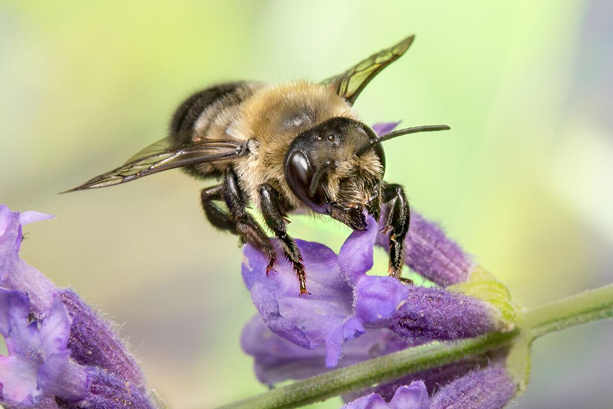 Leaf cutter bee on a flower.