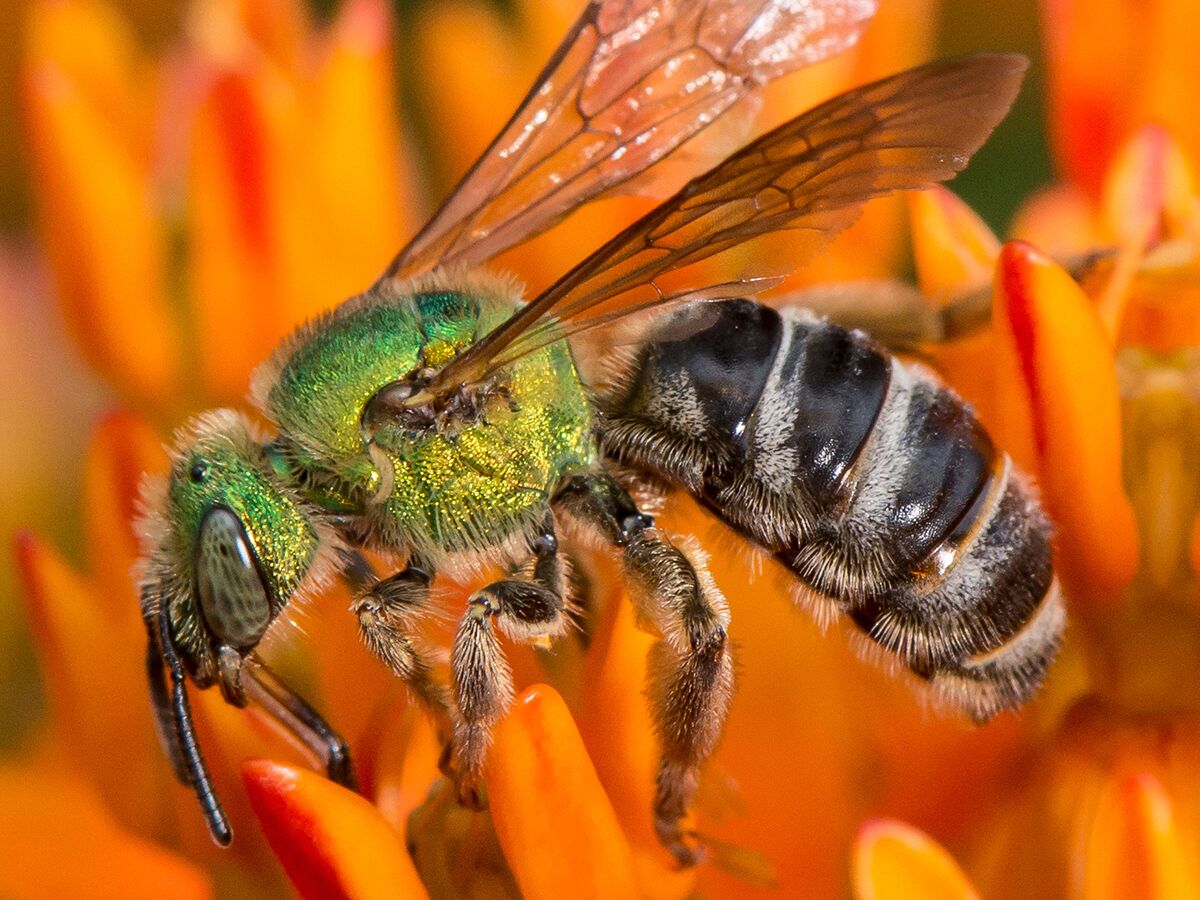 A sweat bee on a flower.
