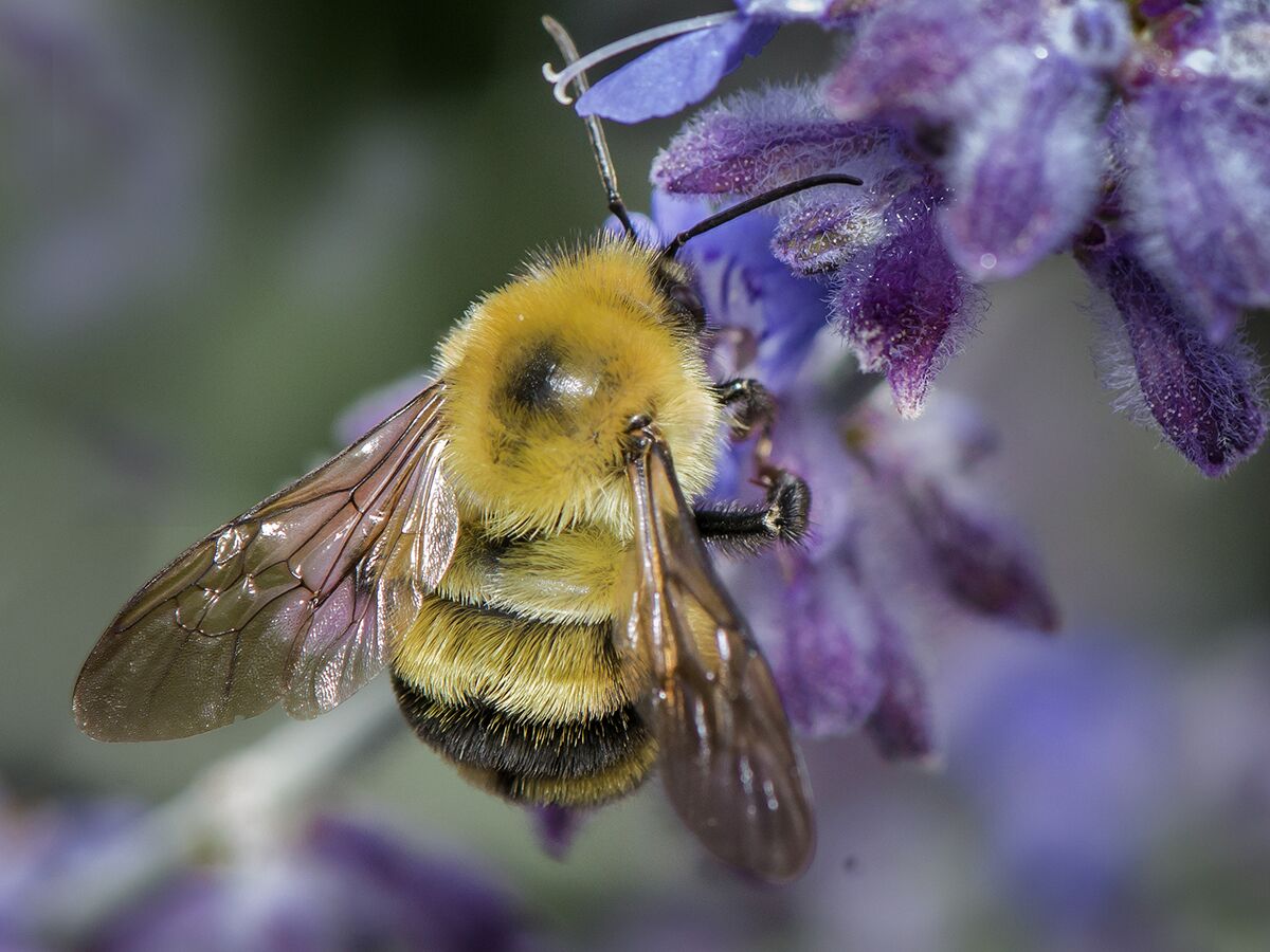 A two spotted bumble bee on a flower. 