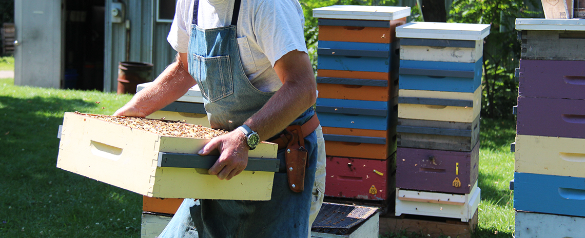 A bee keeper working with a bee hive. 