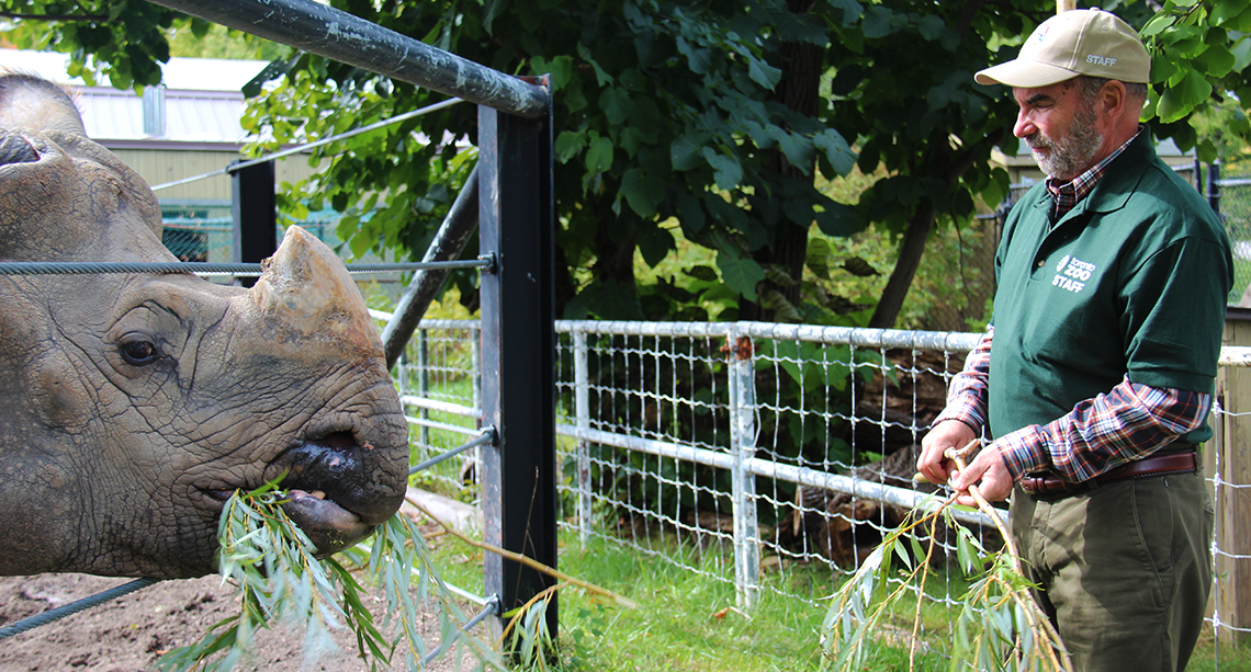 Dave feeds a rhino some tree leaves.