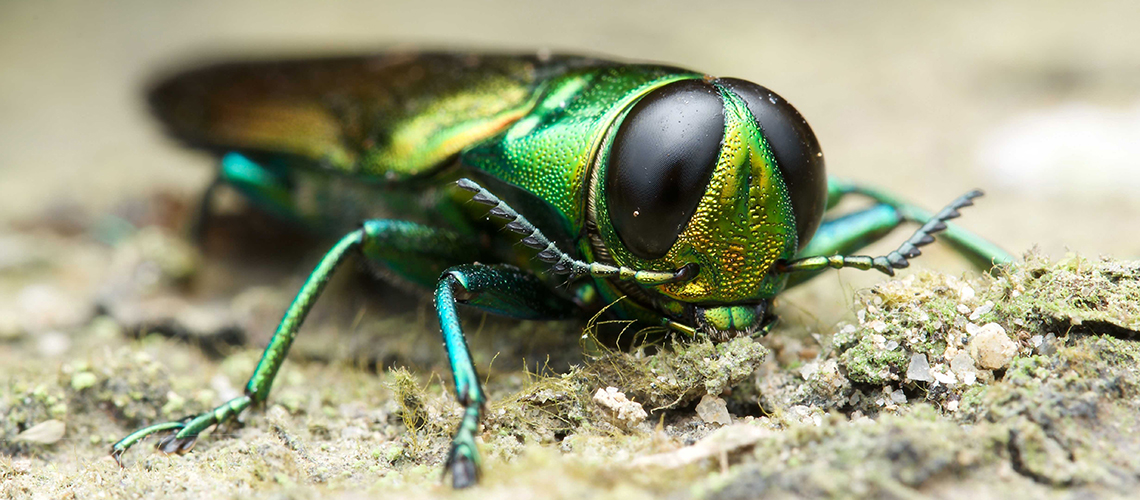 Close up of an emerald ash borer.