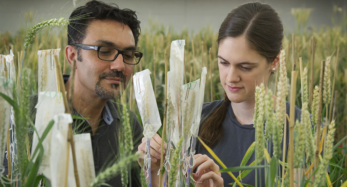 A student and professor doing research with wheat. 