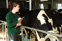 Female student holds clipboard while standing in dairy cow barn.