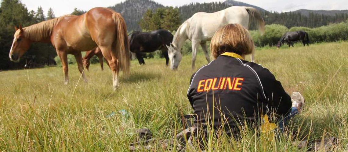 A student sits in a field with horses. 