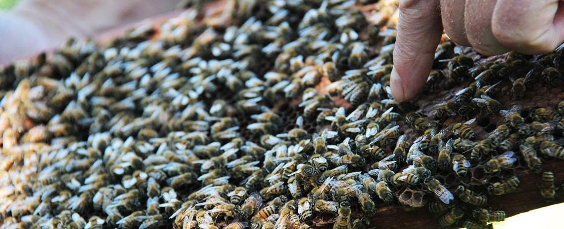 Close up of bees.