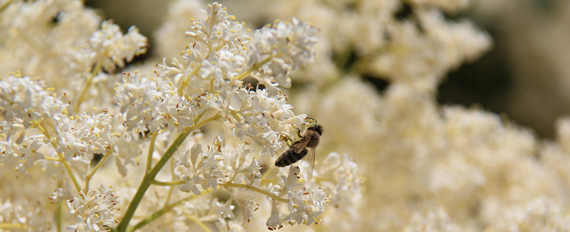 A bee sits on a flower.