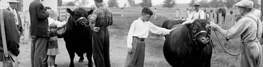Image from early 1900's of young children looking at beef cattle.