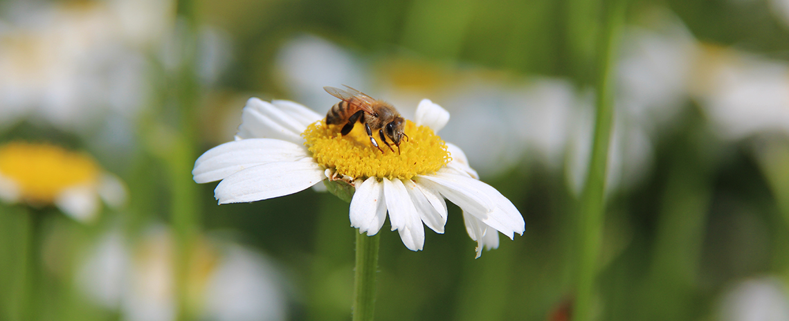 A bee sitting on a daisy.