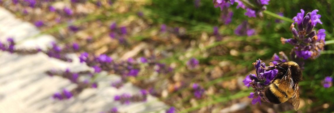 A bumble bee sits on a lavender plant.