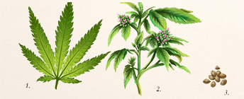 Cannabis plant diagram.