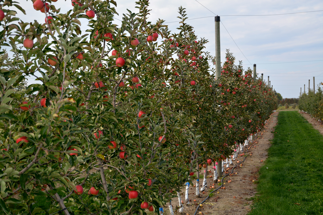 Row of cider apple trees