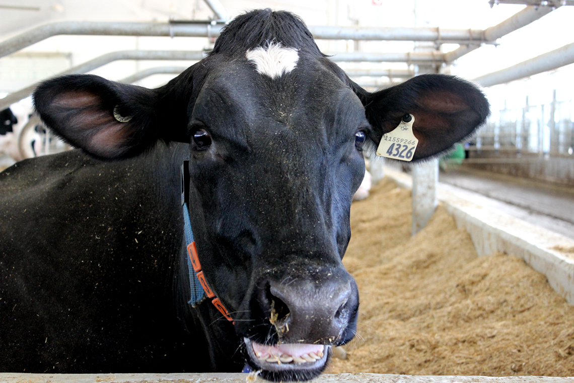 Close up photo of black dairy cow chewing cud.