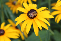 Close up of a bee on a yellow flower.