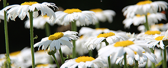 Flowers in a garden.