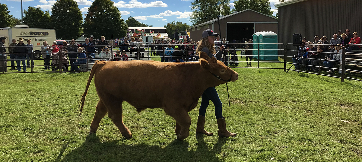 Hannah showing a cow.