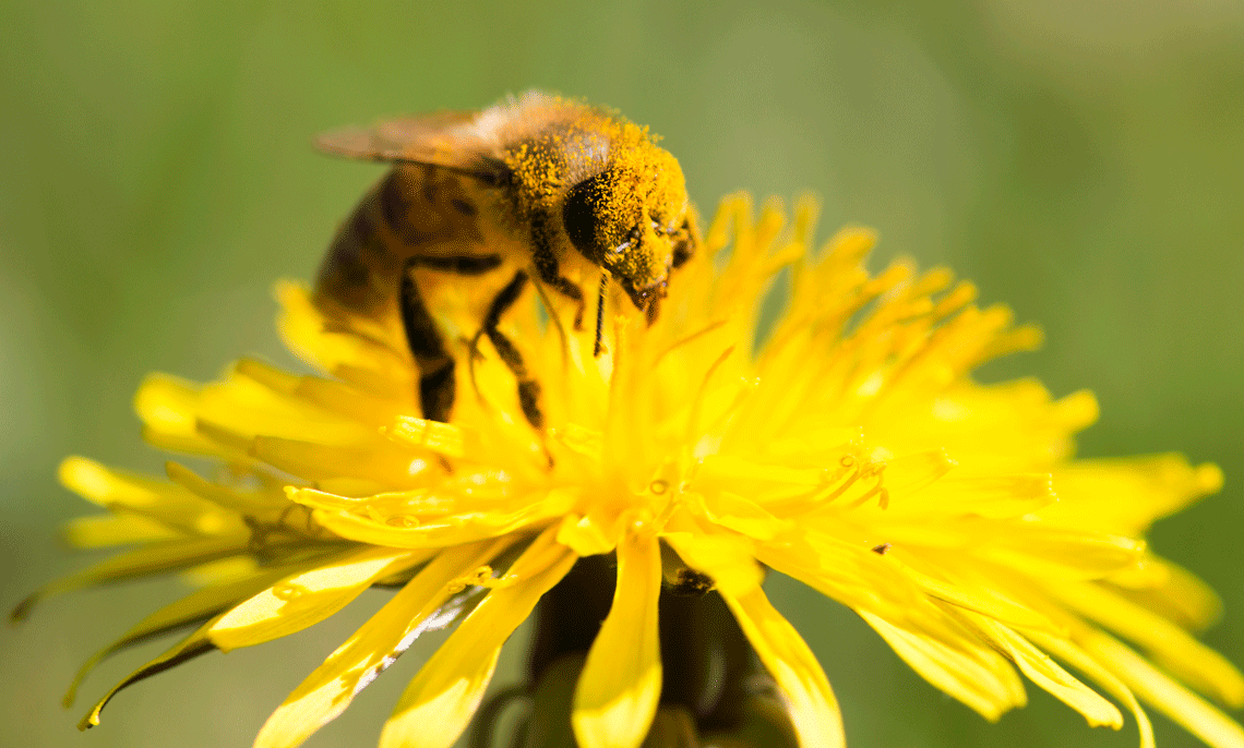 Honey bee covered in yellow pollen on flower