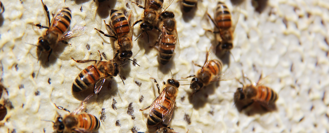 Bees on honeycomb.