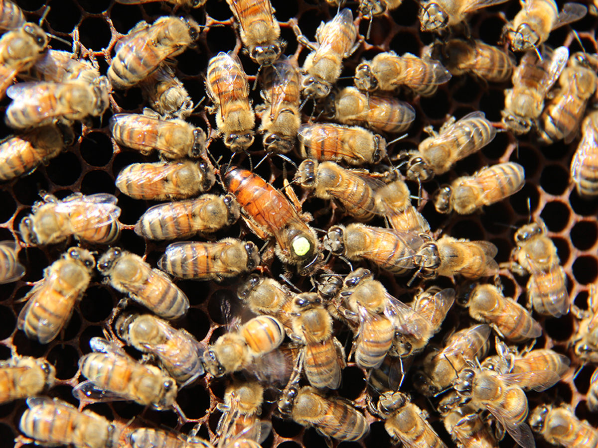 Honey bee workers surrounding their queen