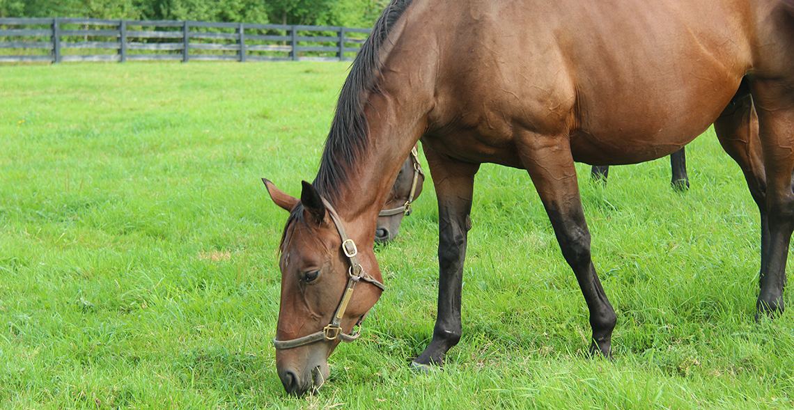 A horse grazes in a field.