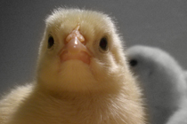 A yellow chick stands out on a black and white background.