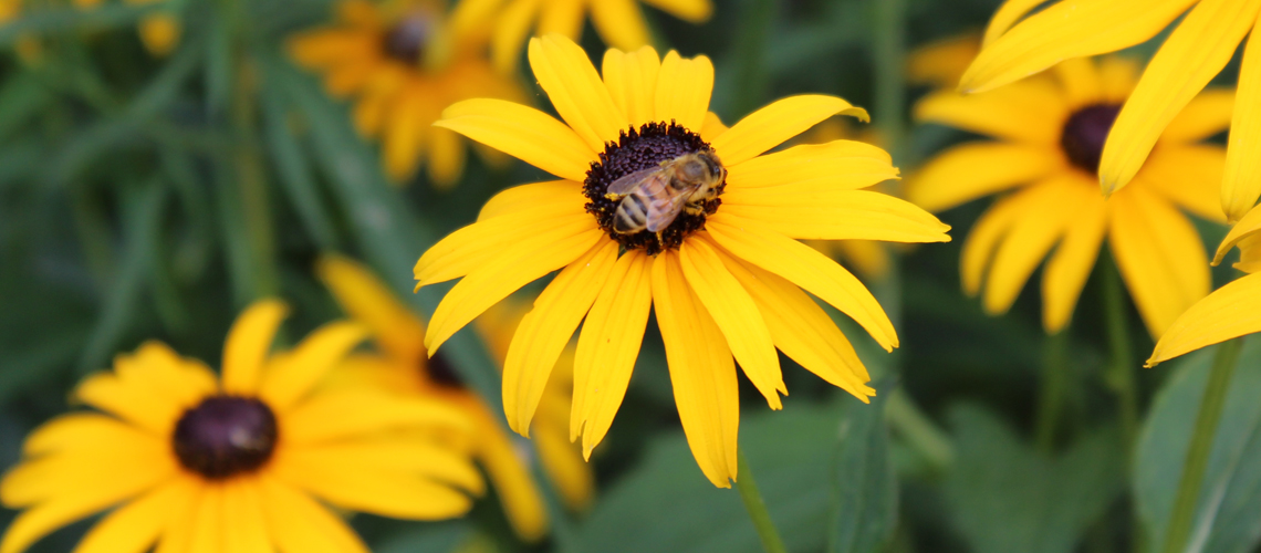 Bee on orange flower surrounded by other flowers