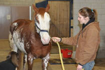 A female student holds the lead rope of a brown and white horse.