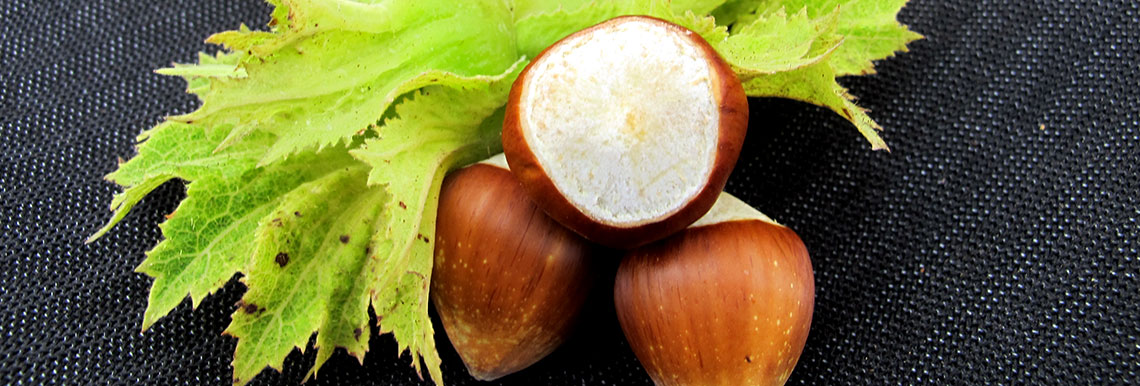 Close up of three hazelnuts with leaves against a black background.