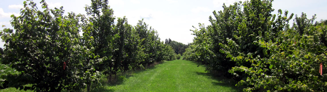 Hazelnut tree orchard planted at Simcoe Research Station.