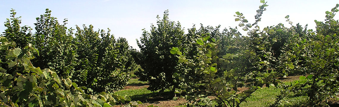 Rows of hazelnut trees in orchard.