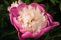 A pink peony in bloom.