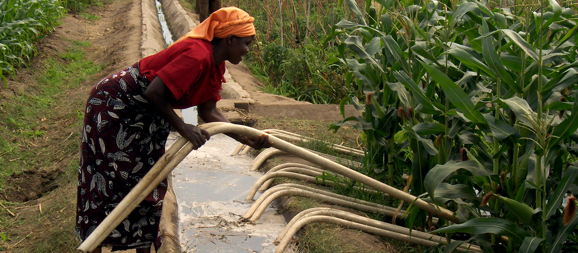 Woman places pipe into stream to irrigate the corn field next to it.