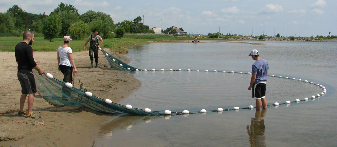 Four students bring in large net from water to sandy shore