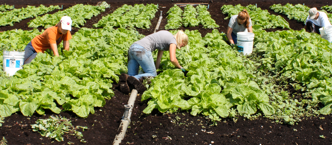 Organic Agriculture | Ontario Agricultural College