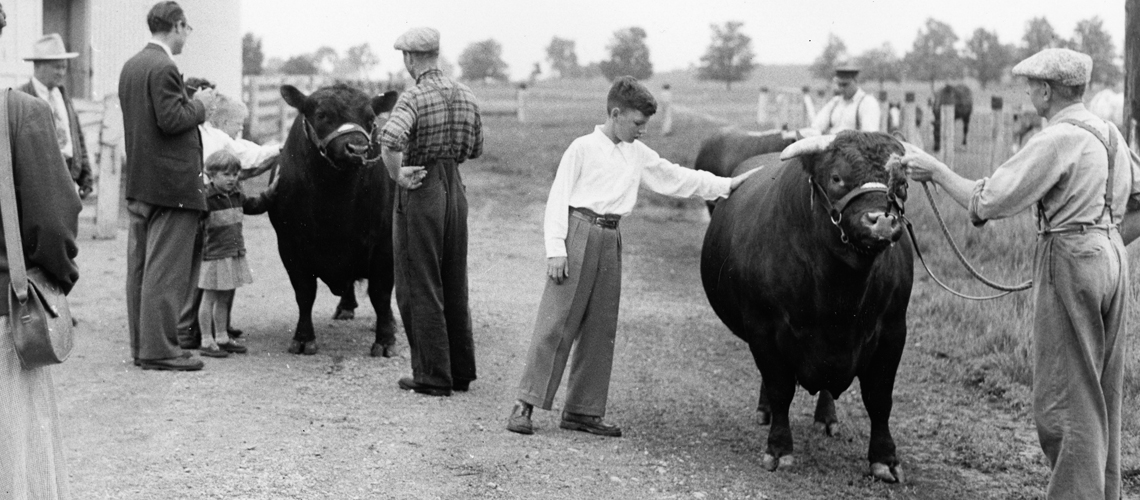 Black and white photo of children petting beef cattle being led by instructors