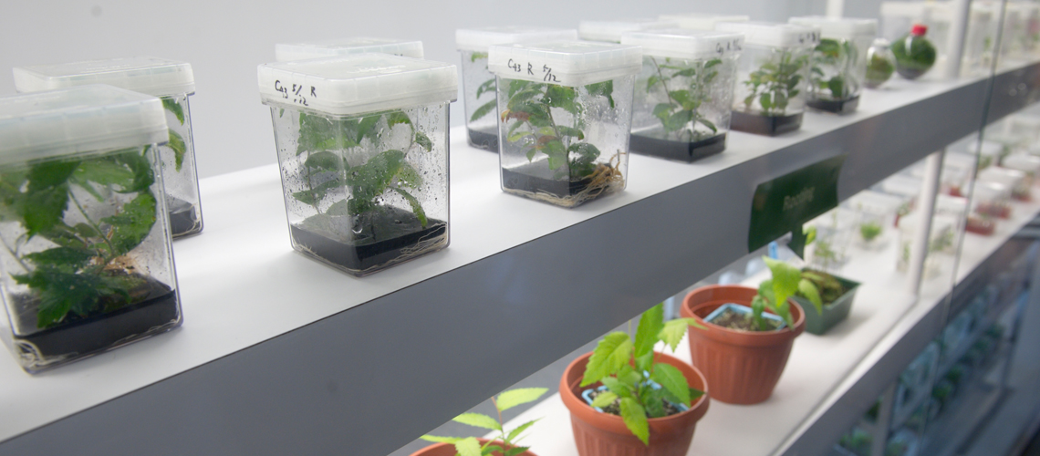 Rows of white shelves with plant samples in jars and pots