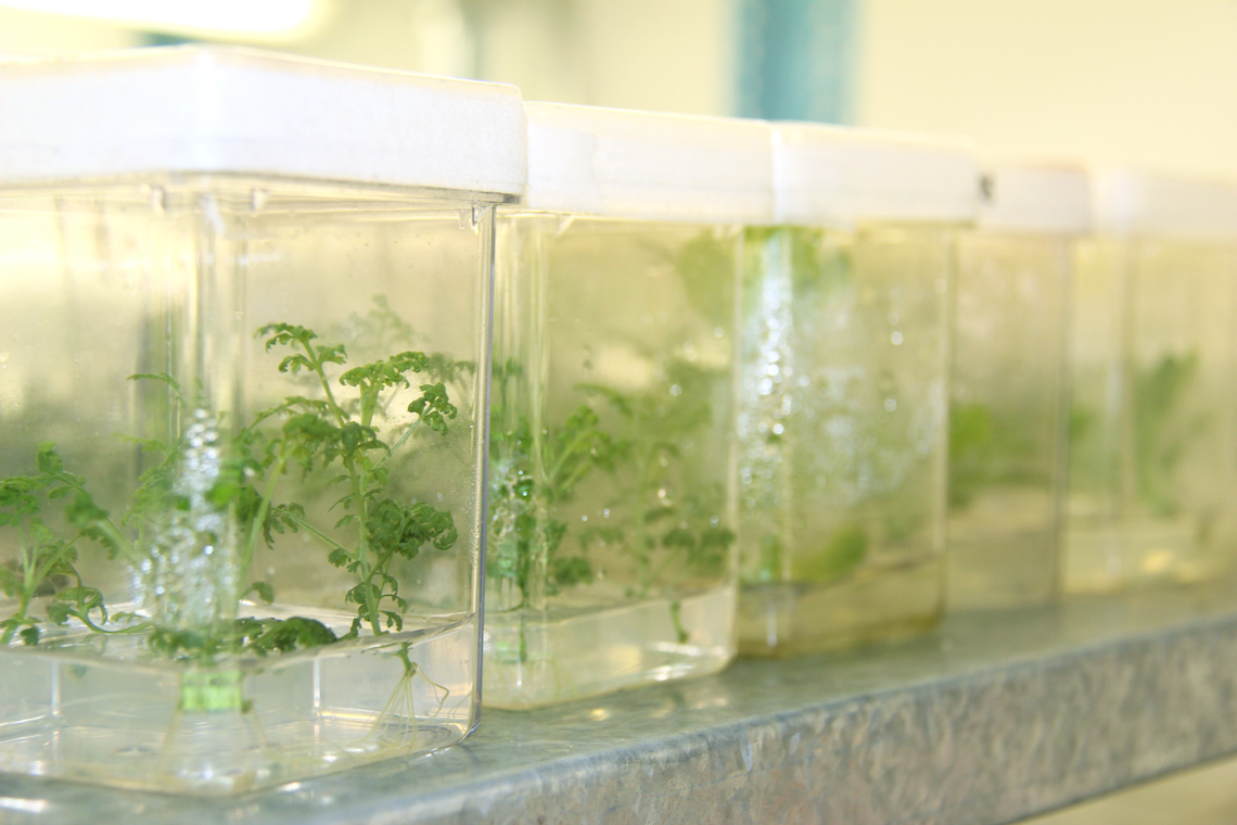 Close up of plants growing in square tissue culture containers.