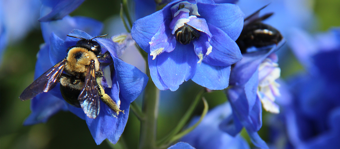 Close up of a bee on a flower.